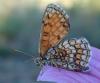 Melitaea sp.